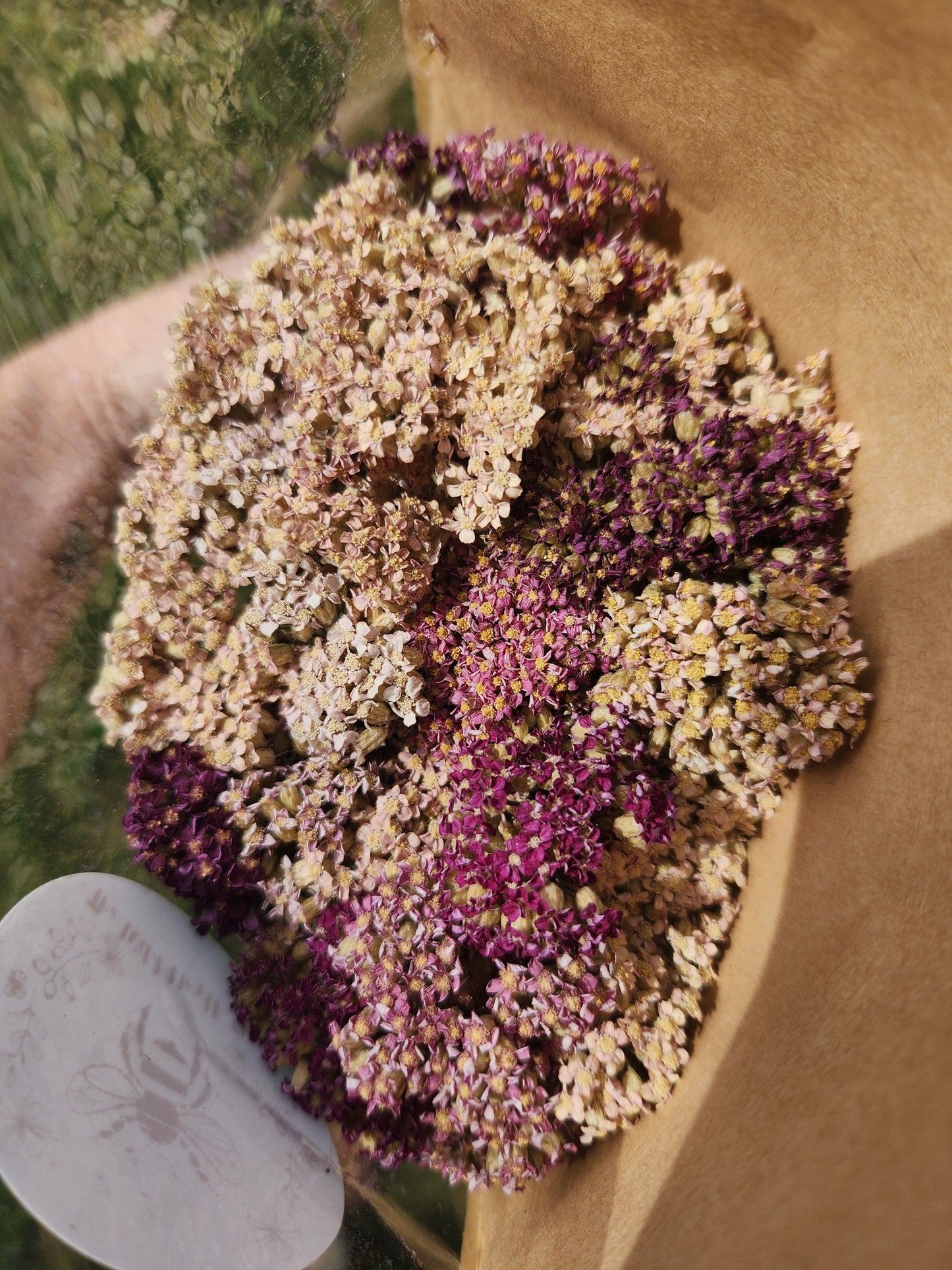 Dried Yarrow