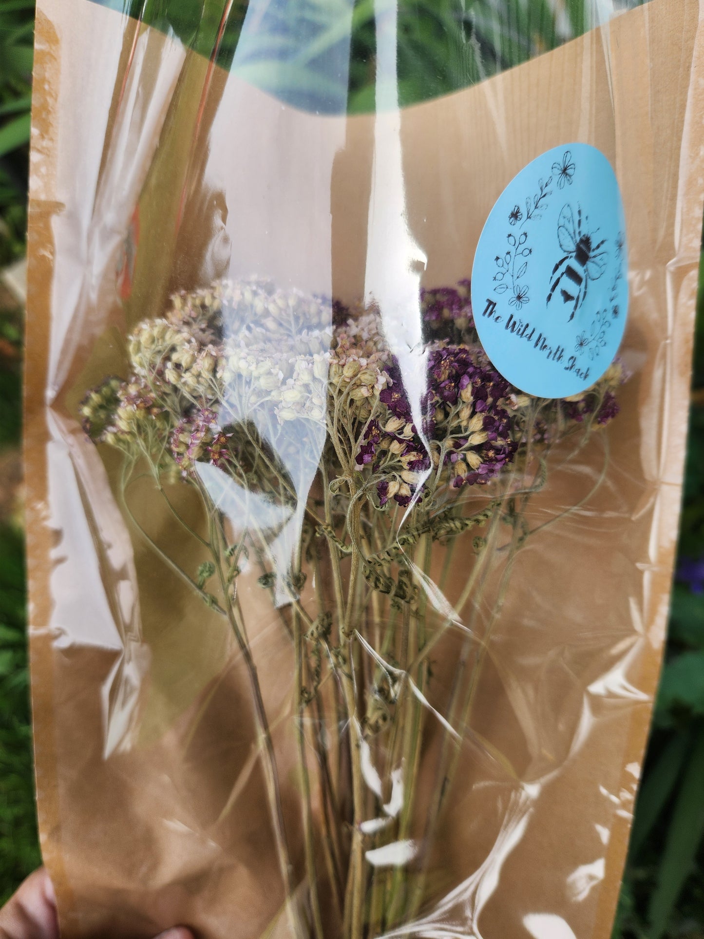 Dried Yarrow