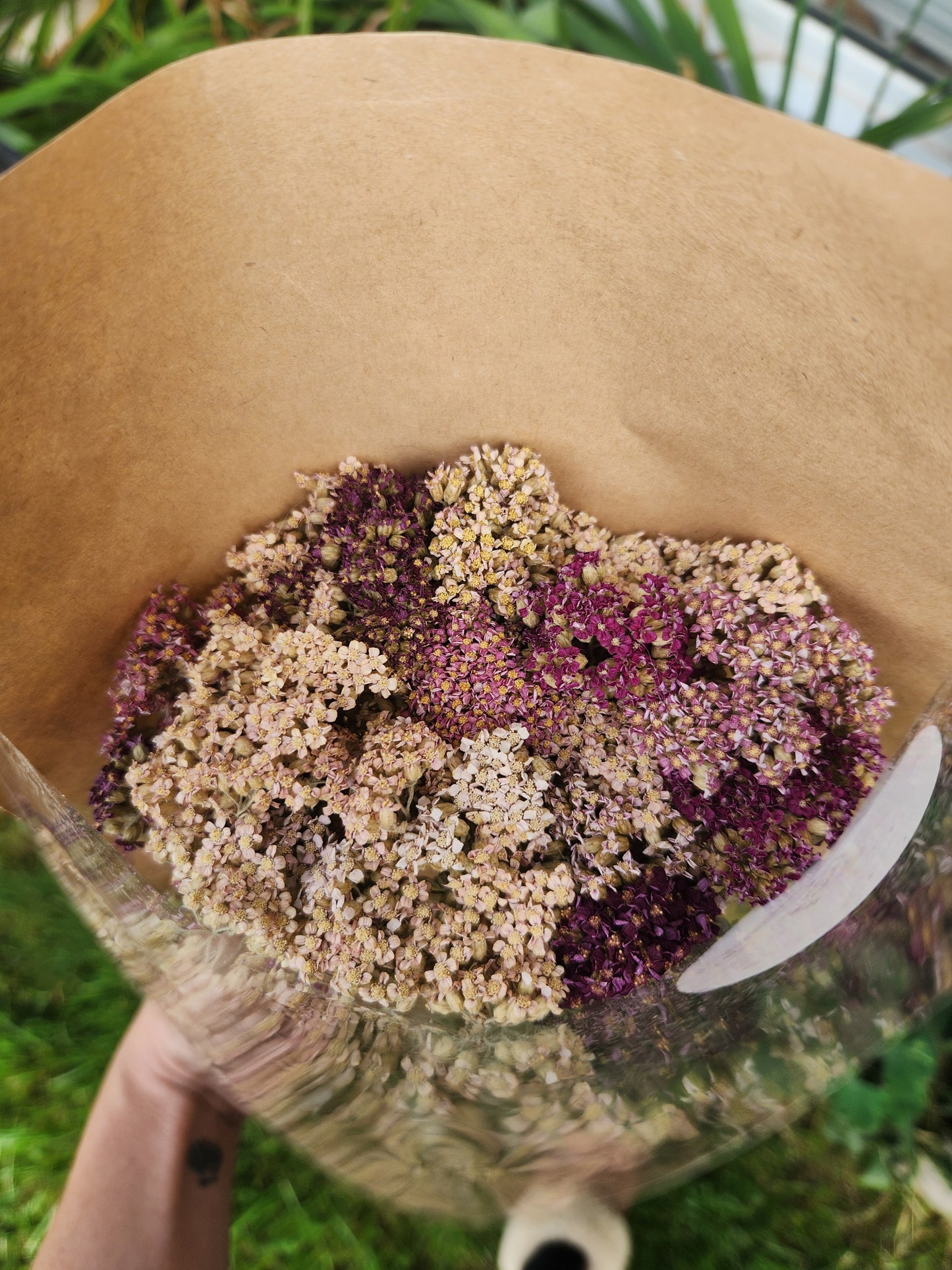 Dried Yarrow