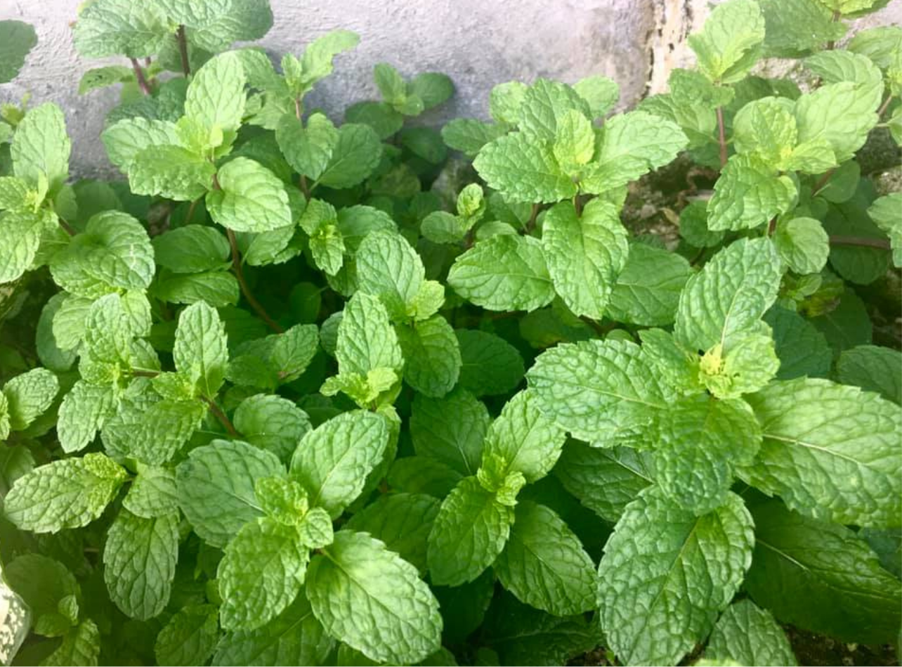 Mint Mix