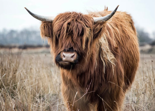 Whipped Body Tallow - Natural