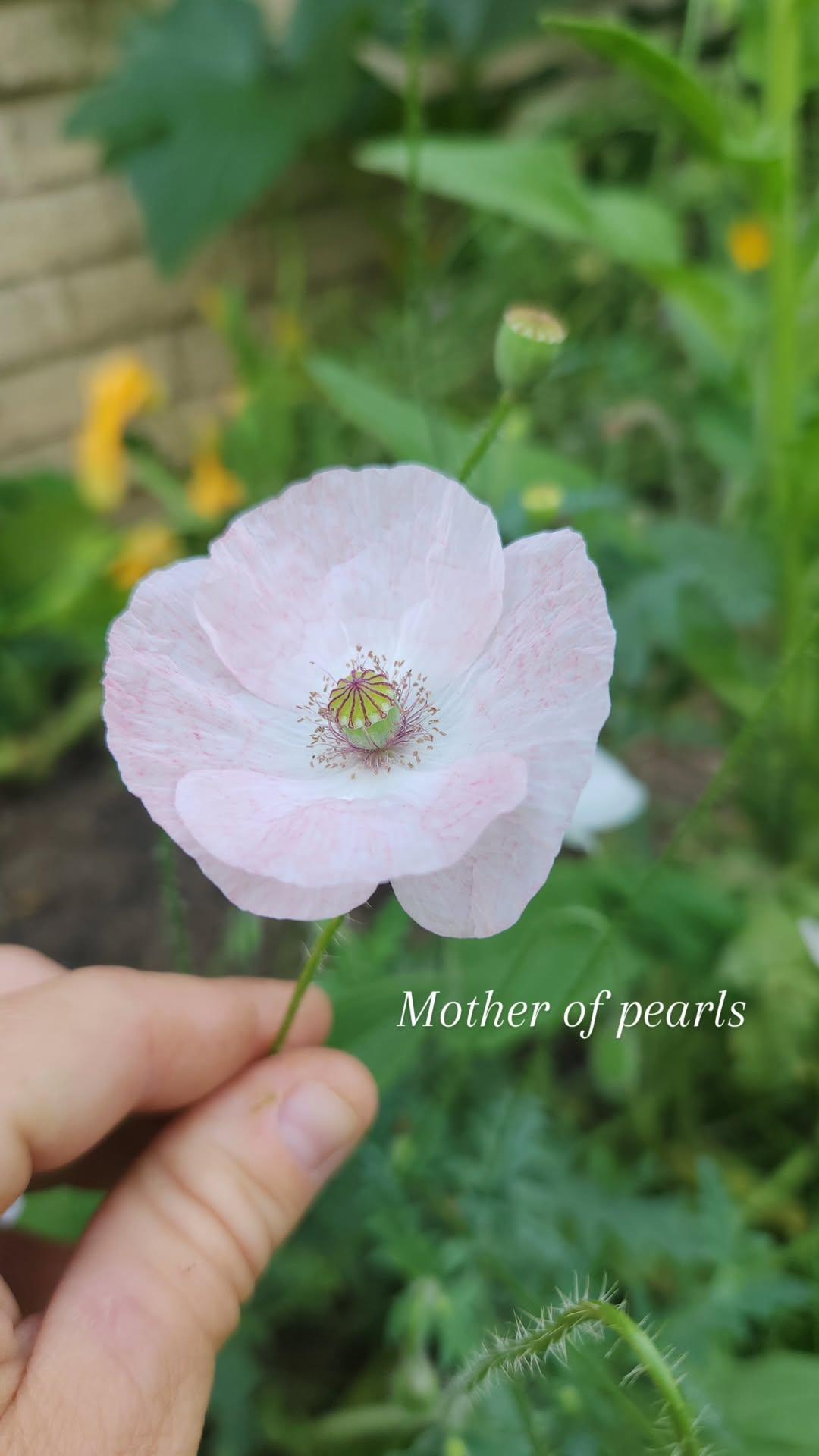Poppy - Mother of Pearl