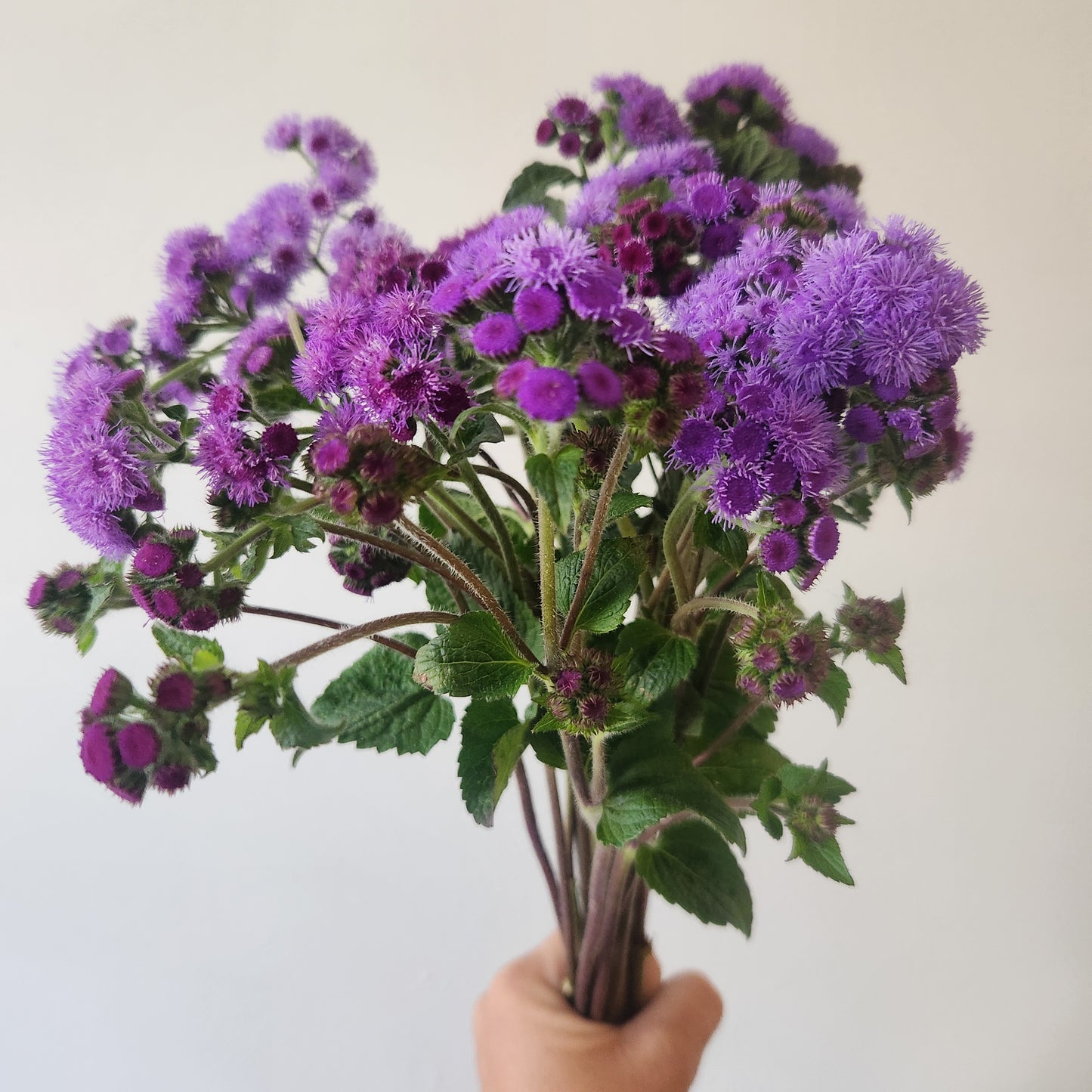 Ageratum - 10 Stem Fresh Cut Bunch