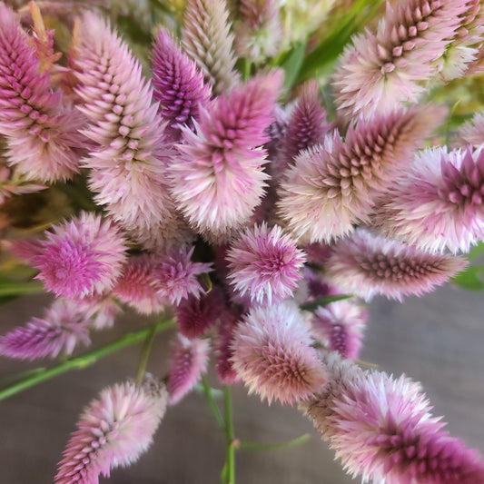 Celosia - Flamingo Feather