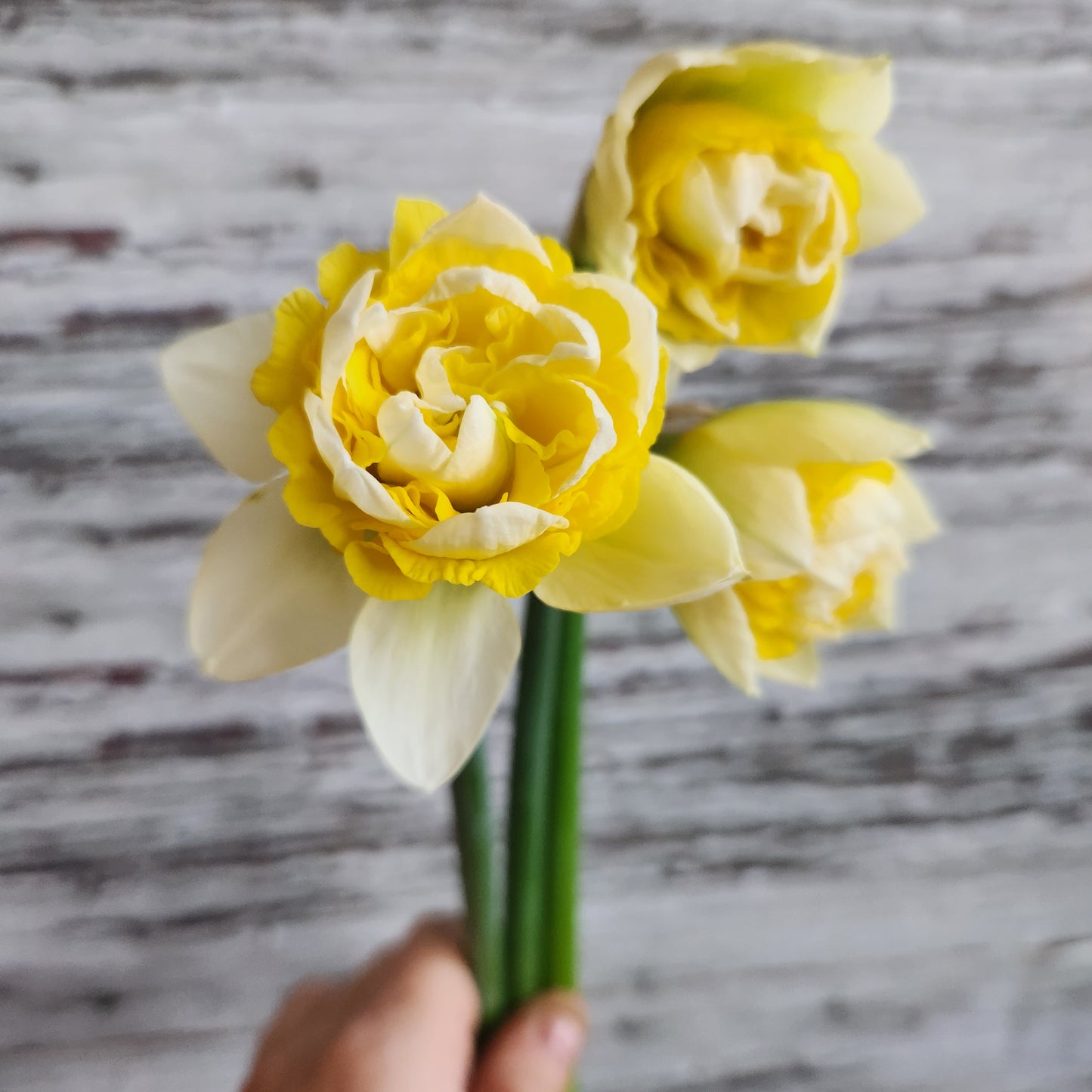 Doorstep Daffodil CSA Subscription 2026