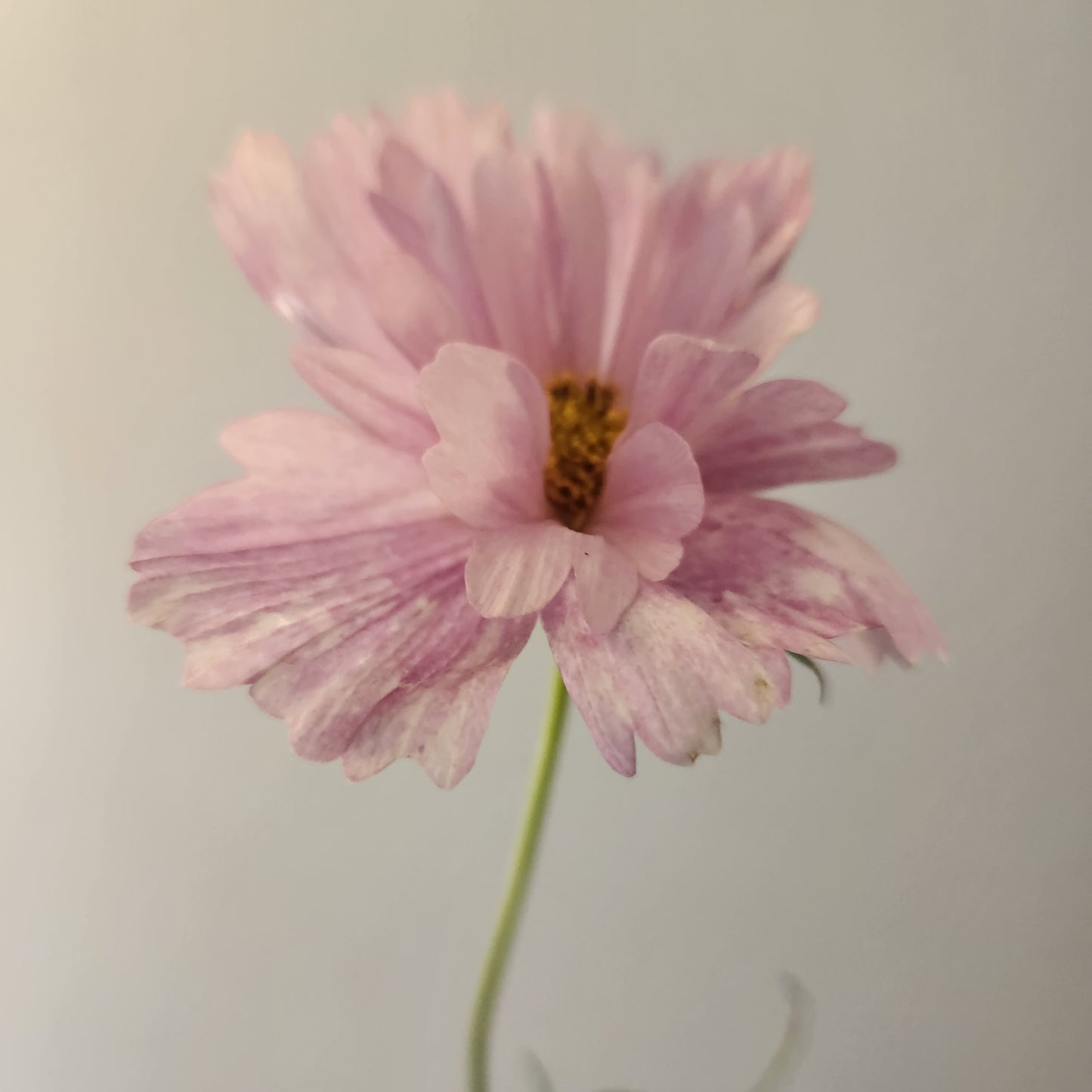 Cosmos - 10 Stem Mixed Bunch