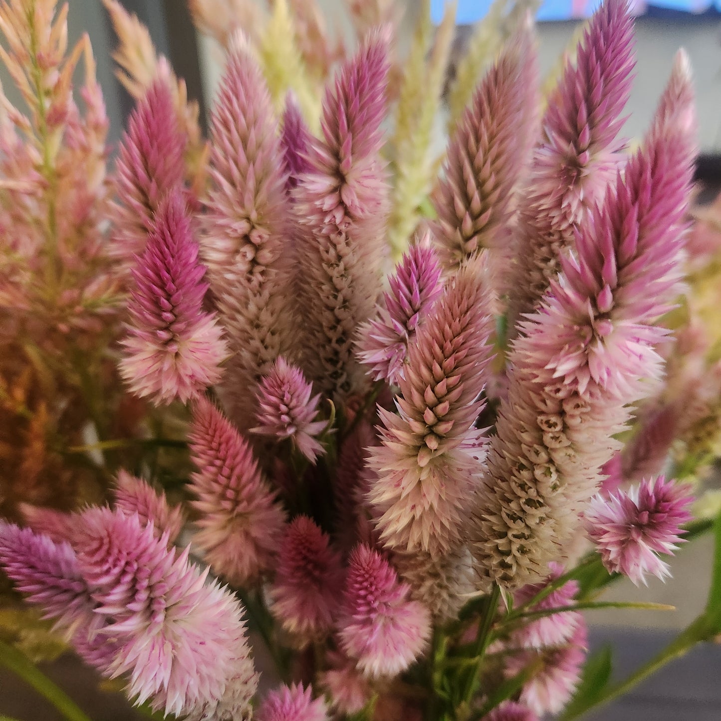 Celosia - Flamingo Feather