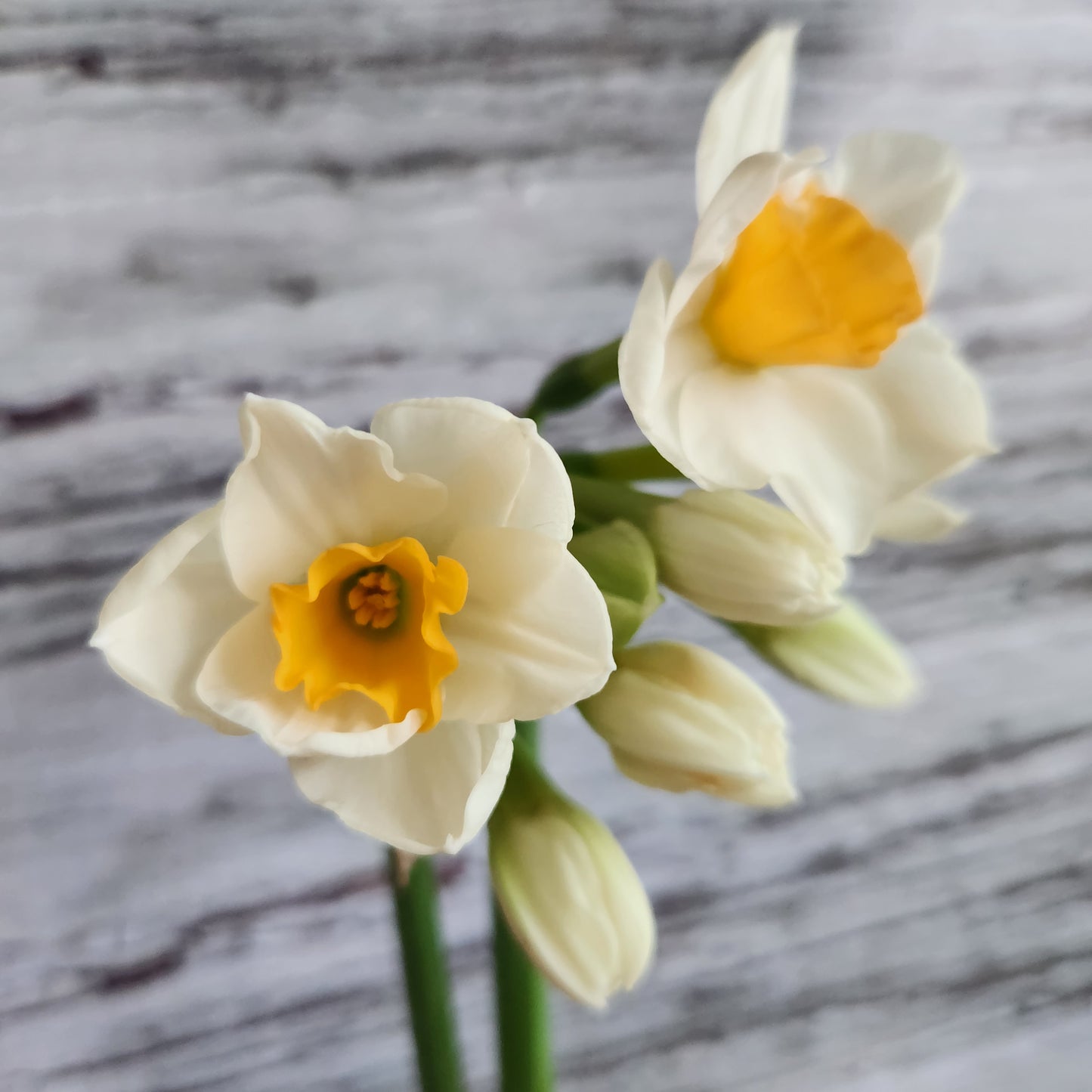 Narcissus - Kapiti Peach