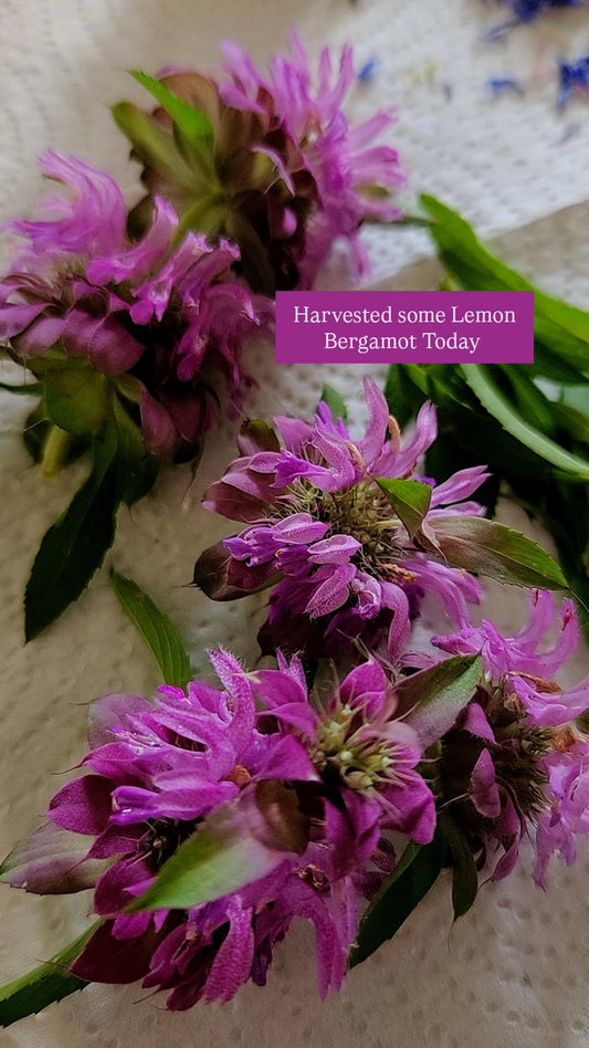 Bee Balm - Lemon Bergamont