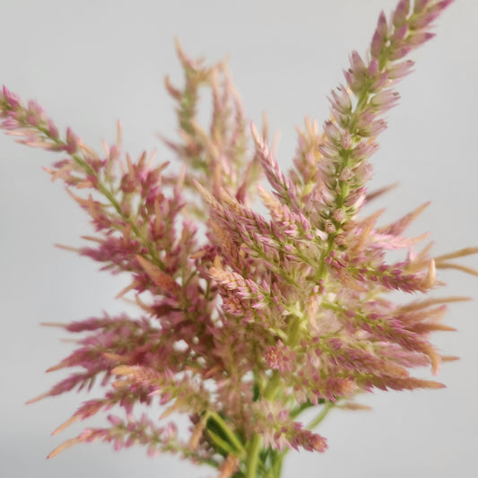 Celosia - Pink Shimmer