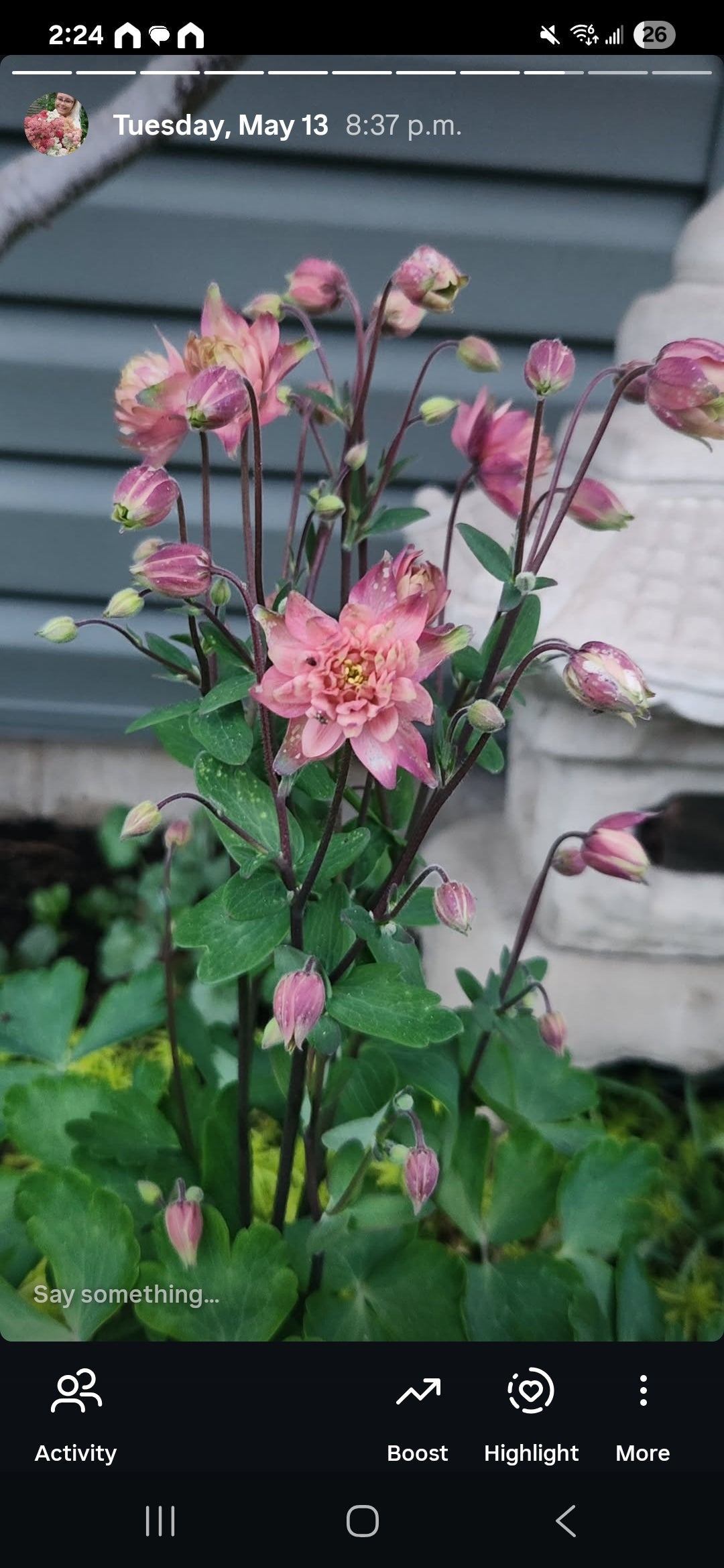 Columbine - Rose Barlow