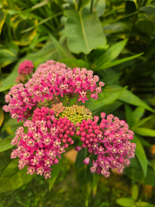 Milkweed - Pink Swamp