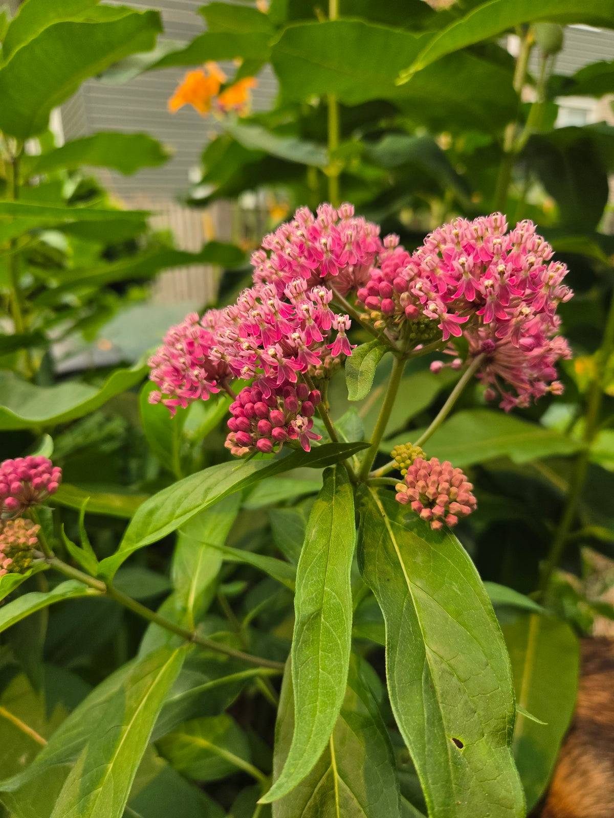 Milkweed - Pink Swamp