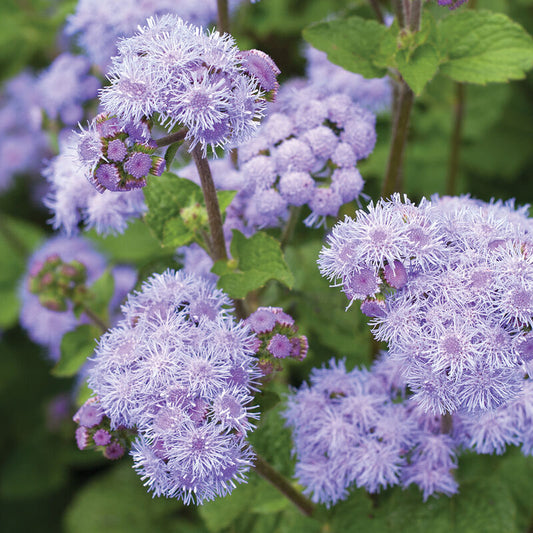 Ageratum (Timeless Mix)