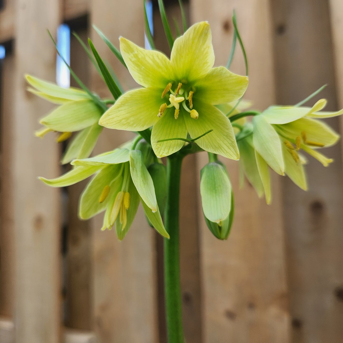 Fritillaria - Raddeana