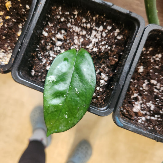 4" Potted Hoya archboldiana
