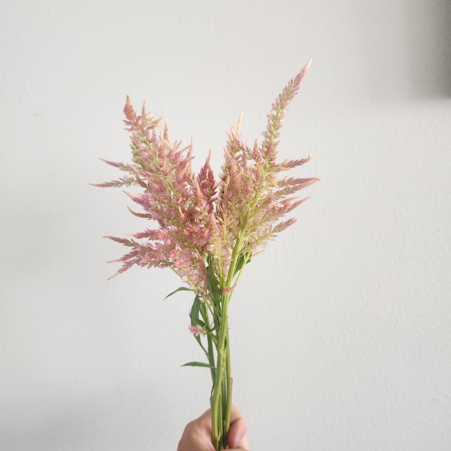 Celosia - Pink Shimmer
