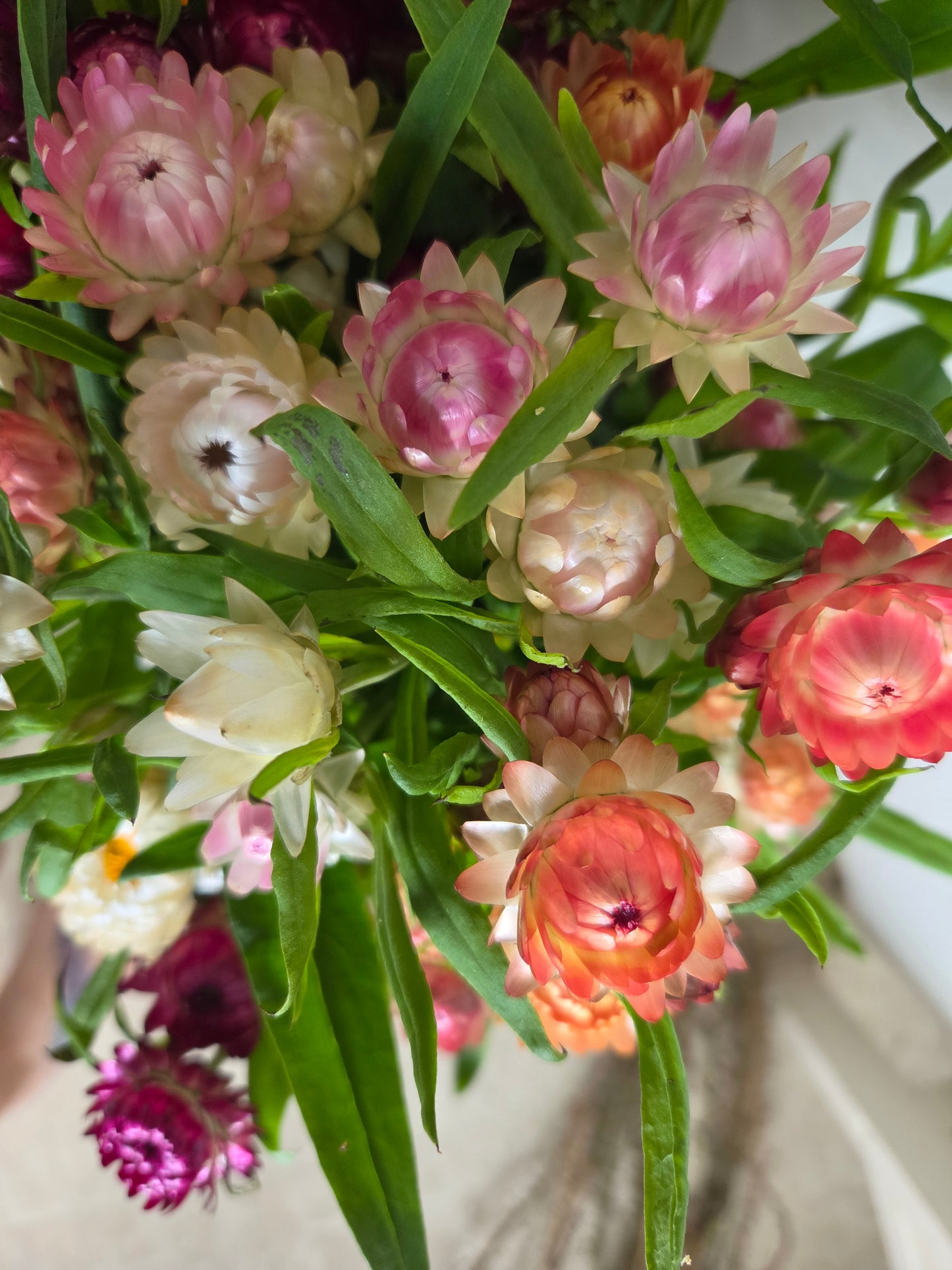 Strawflower Mixed Colour Bunch
