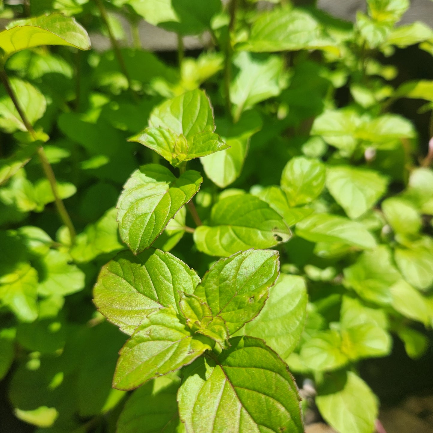 Orange Mint