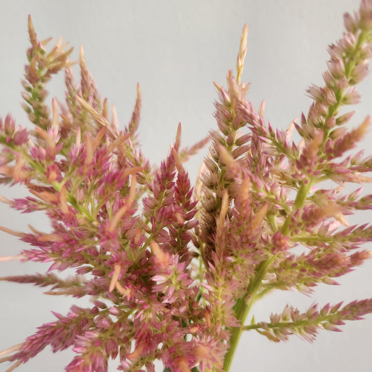 Celosia - Pink Shimmer