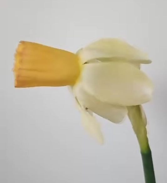 Narcissus - Carice