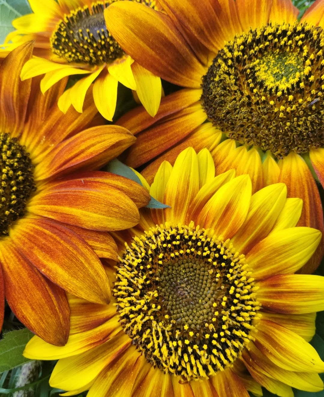 Specialty Sunflower Mixed Pack