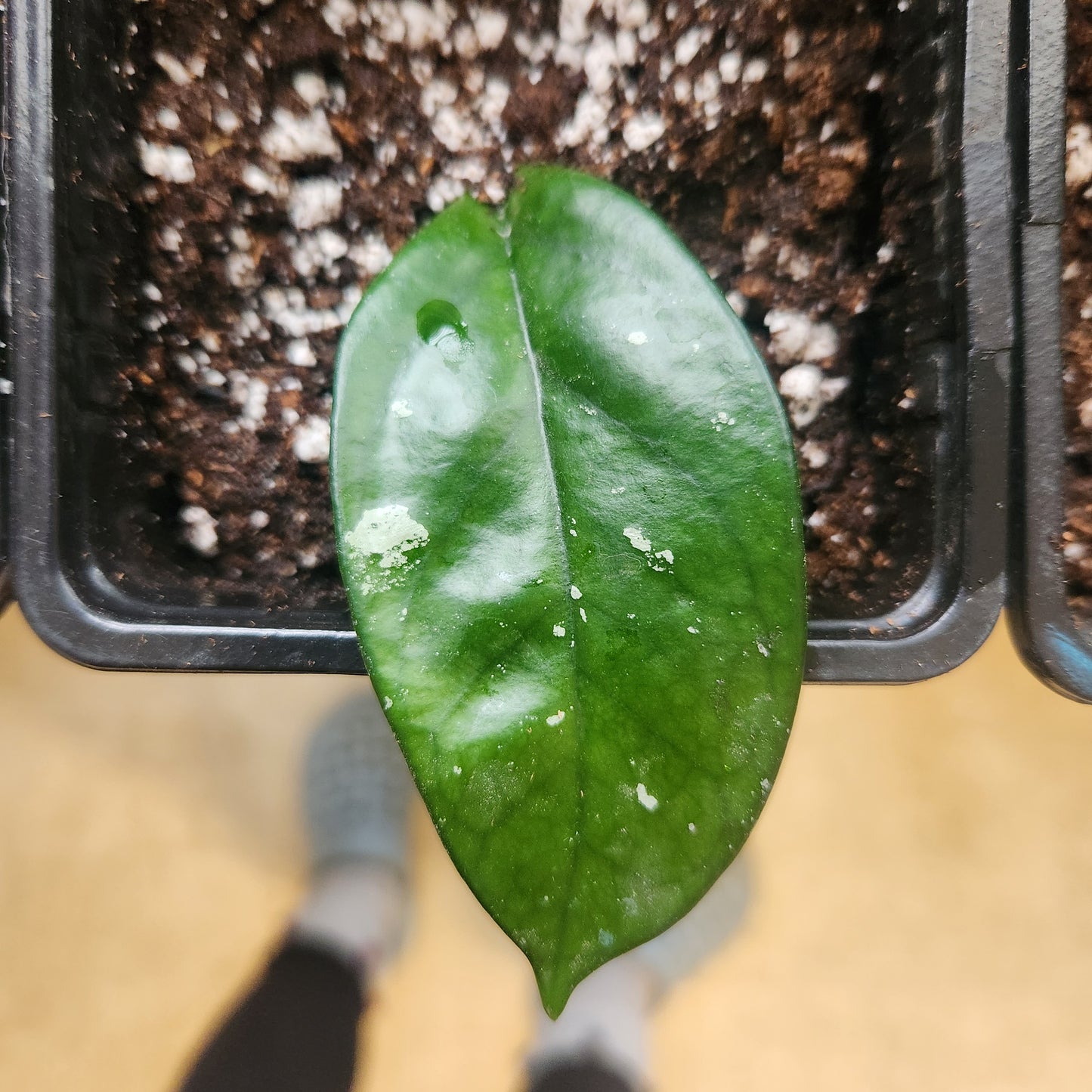 4" Potted Hoya archboldiana