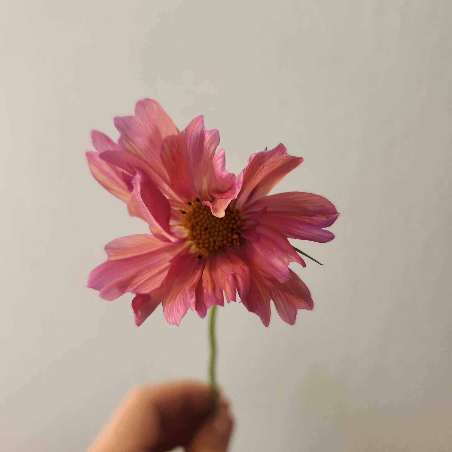 Cosmos - 10 Stem Mixed Bunch