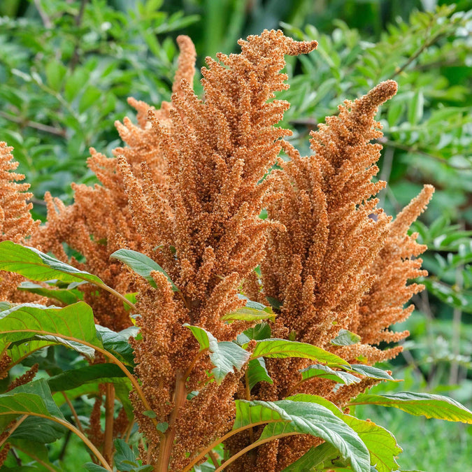 Amaranth - Hot Biscuits