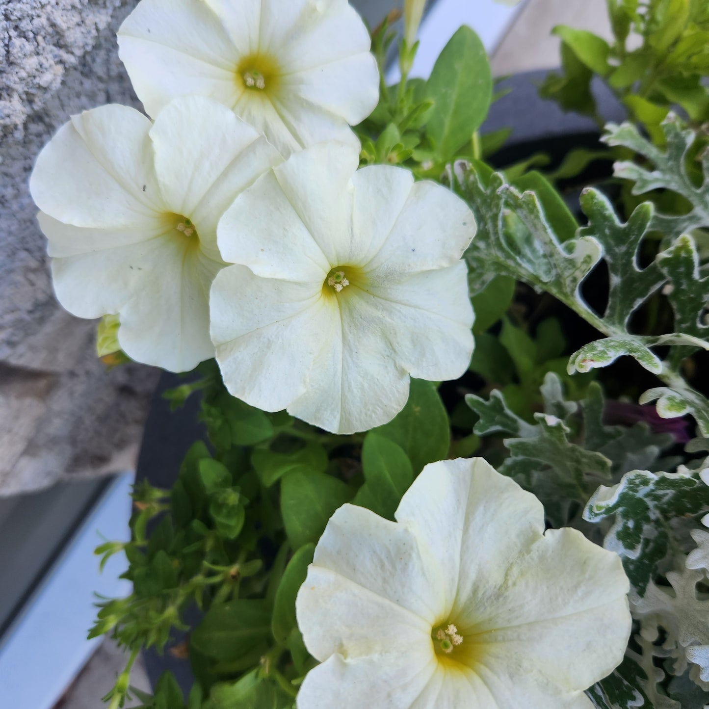 Pansy Mix