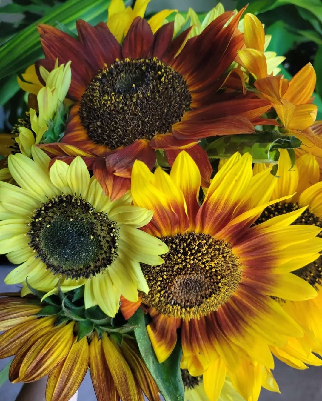Specialty Sunflower Mixed Pack