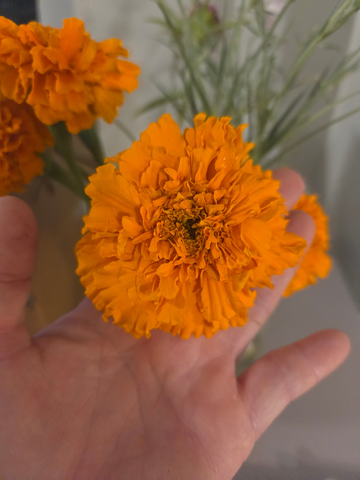 Edible Flowers - Marigold Mix