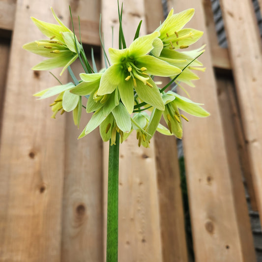 Fritillaria - Raddeana