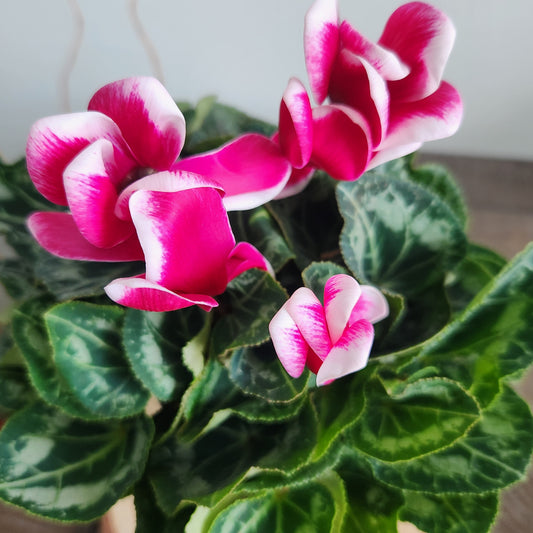 Christmas Cyclamen 4”