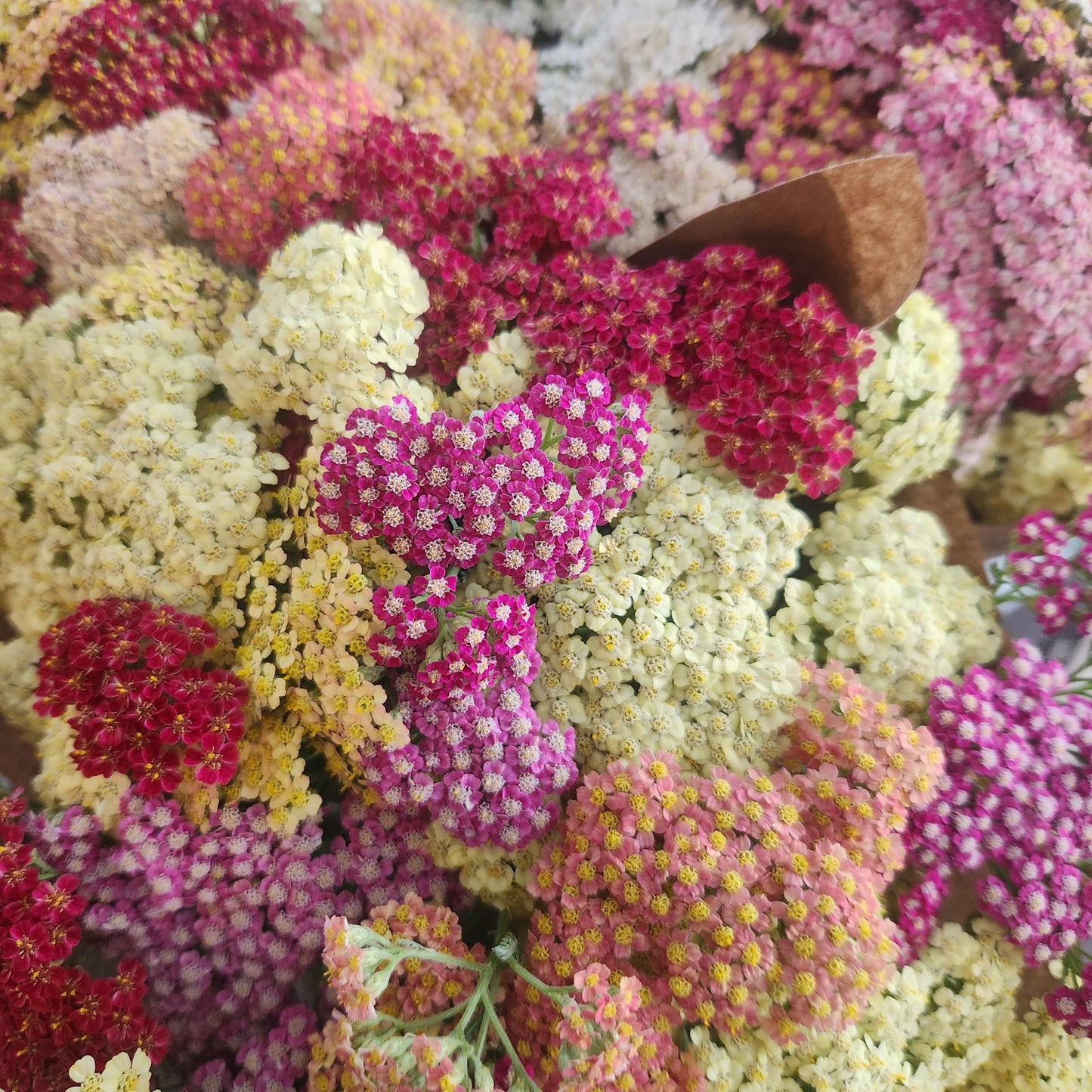 Yarrow Mix