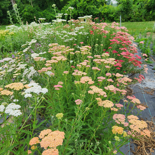 Yarrow Mix