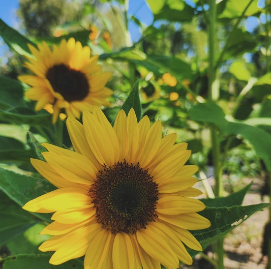 Specialty Sunflower Mixed Pack