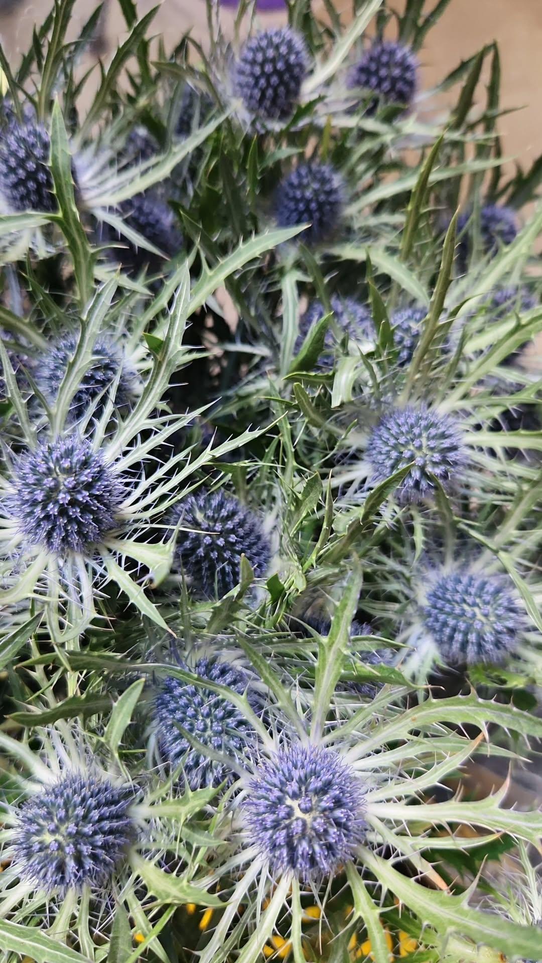 Seaholly (Blue Glitter Eryngium)