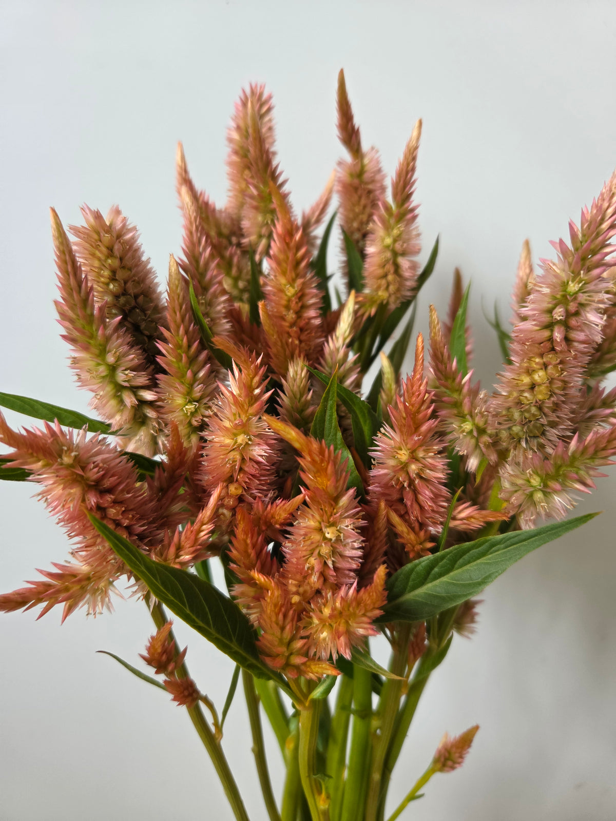 Celosia - Salmon Terracotta