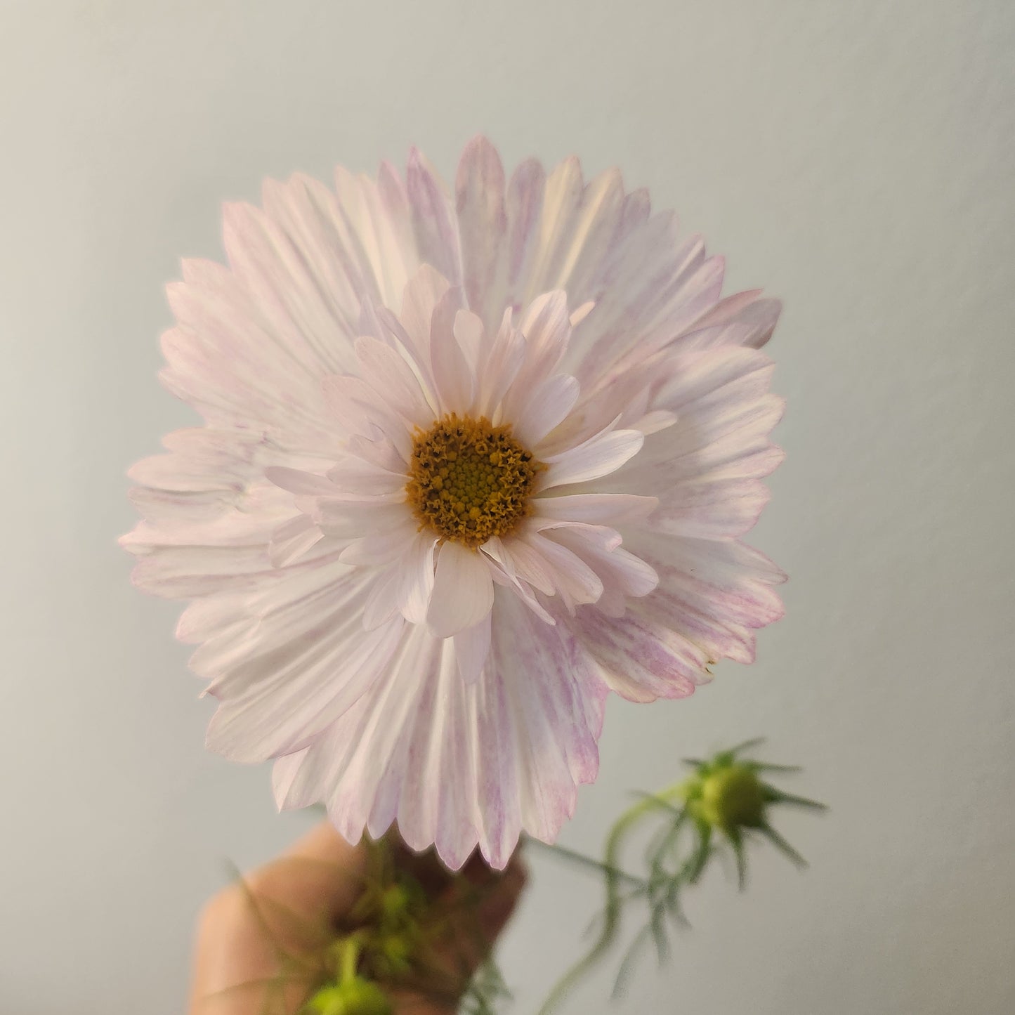 Cosmos - 10 Stem Mixed Bunch