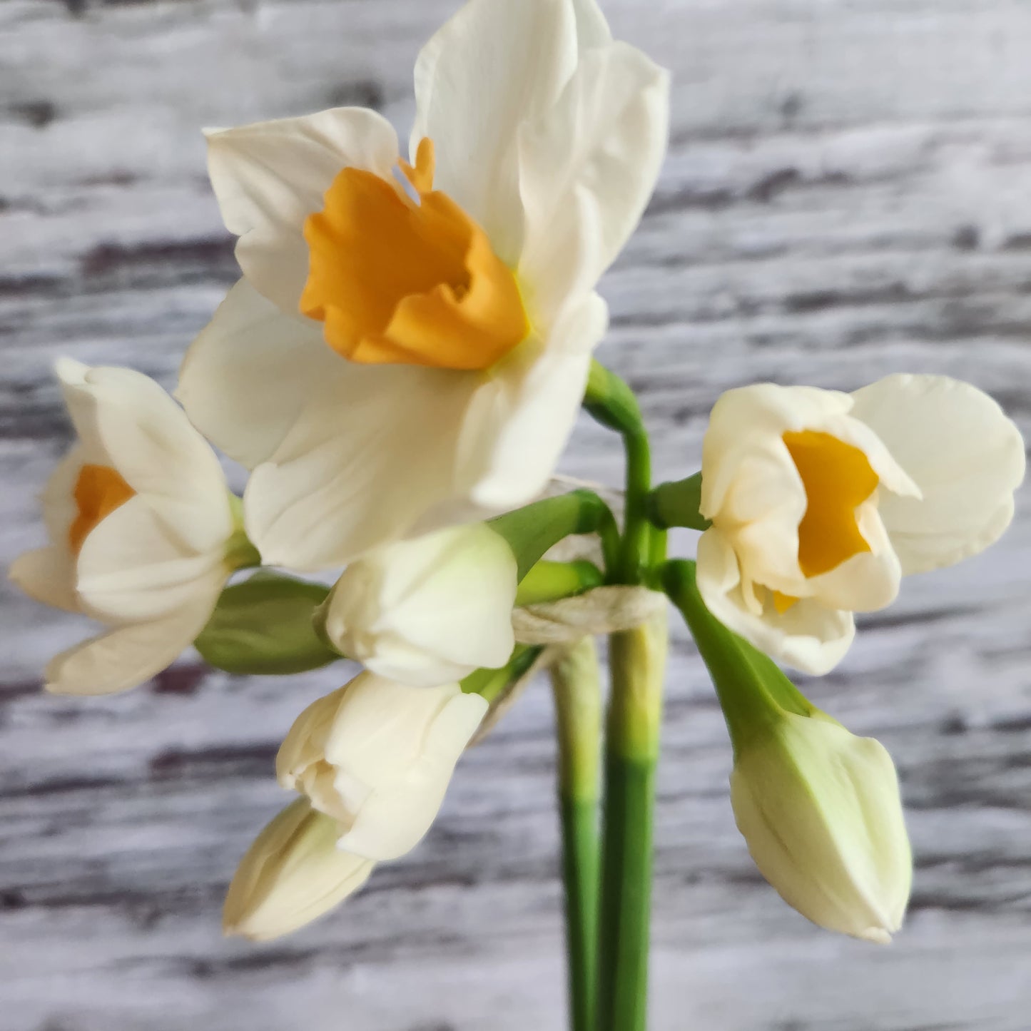 Narcissus - Kapiti Peach