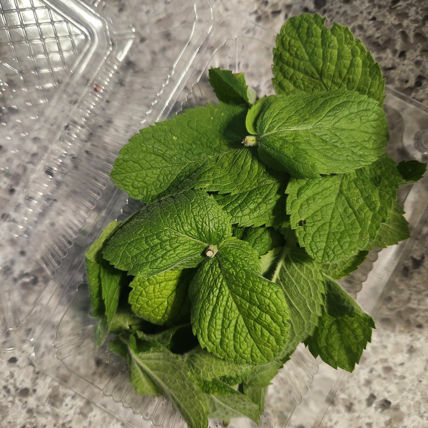 Apple Mint