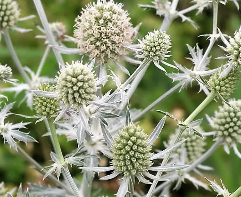 Seaholly (Eryngium) - White Glitter