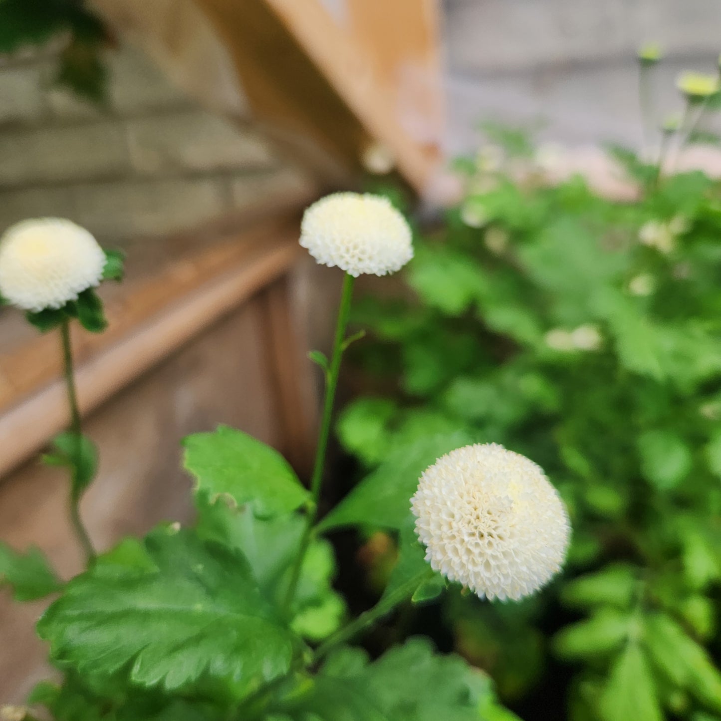 Feverfew - Snowball