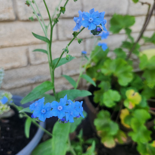 Forget-me-not (Blue)