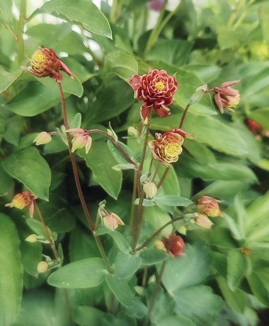 Double Columbine - Dark Red