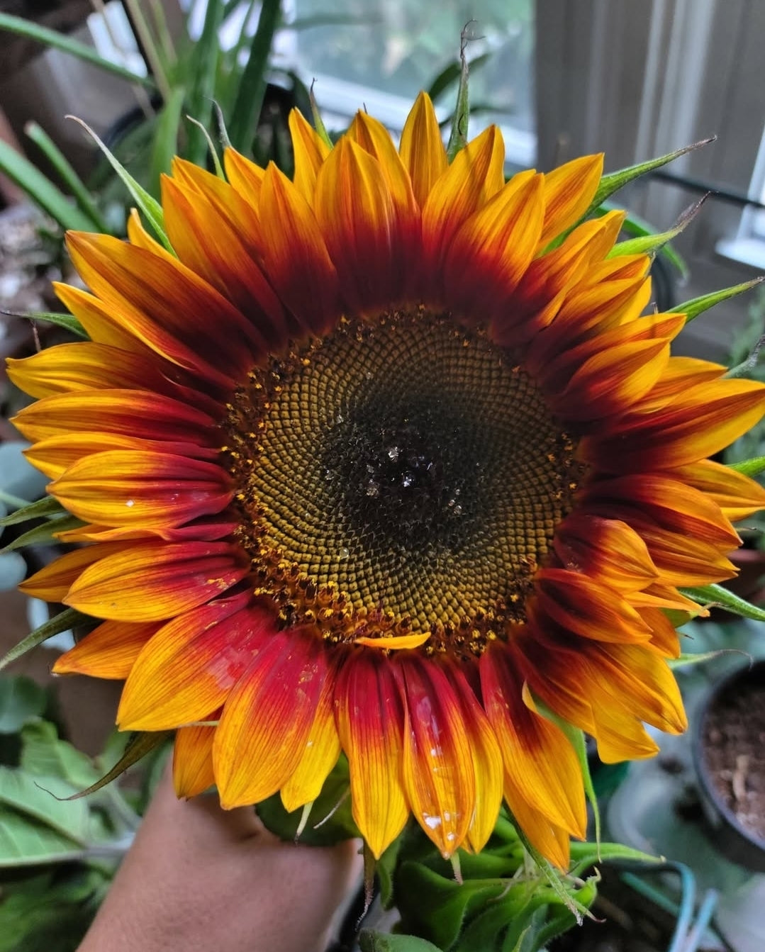 Specialty Sunflower Mixed Pack