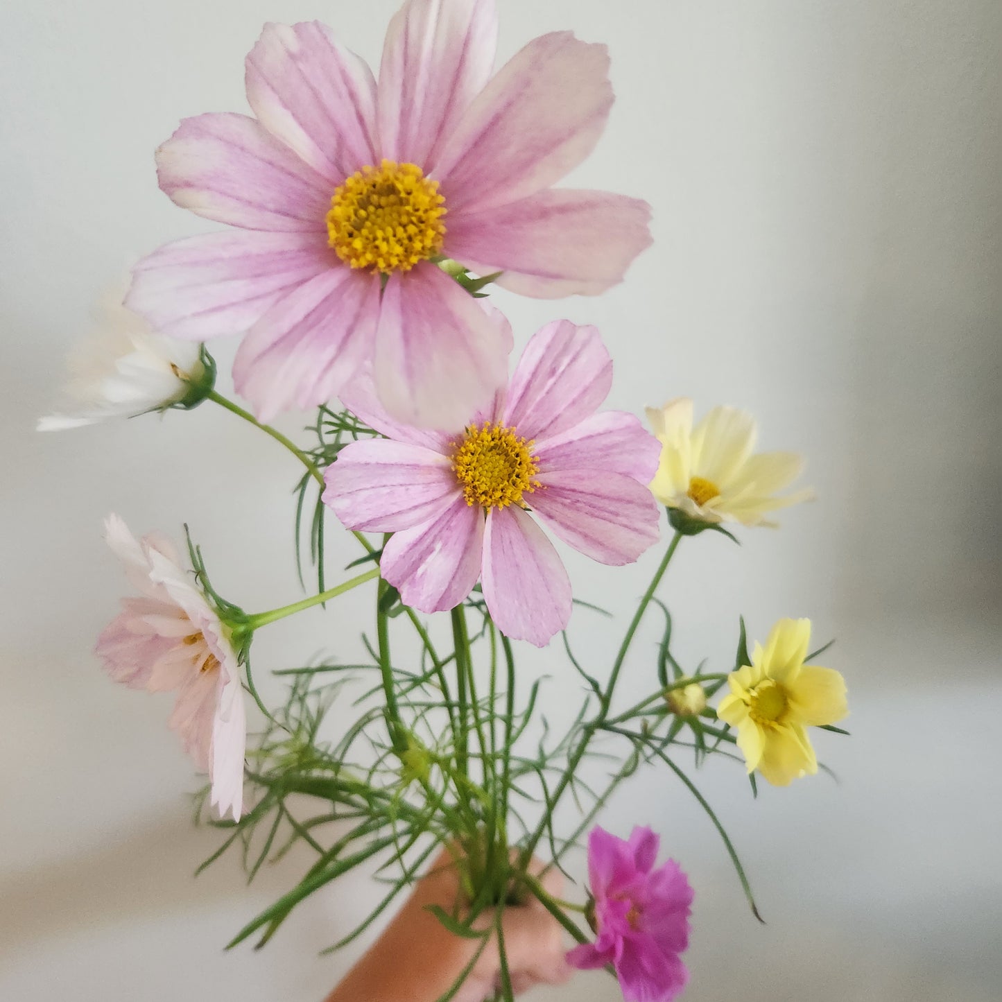 Cosmos - 10 Stem Mixed Bunch