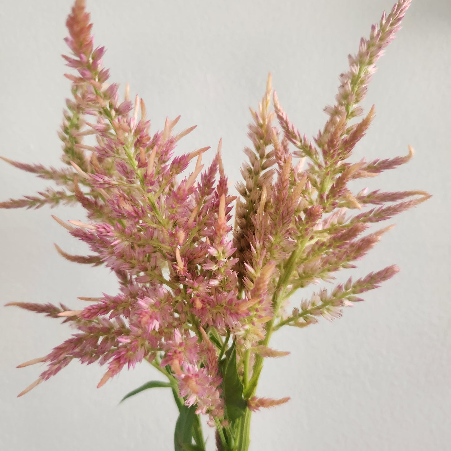 Celosia - Pink Shimmer