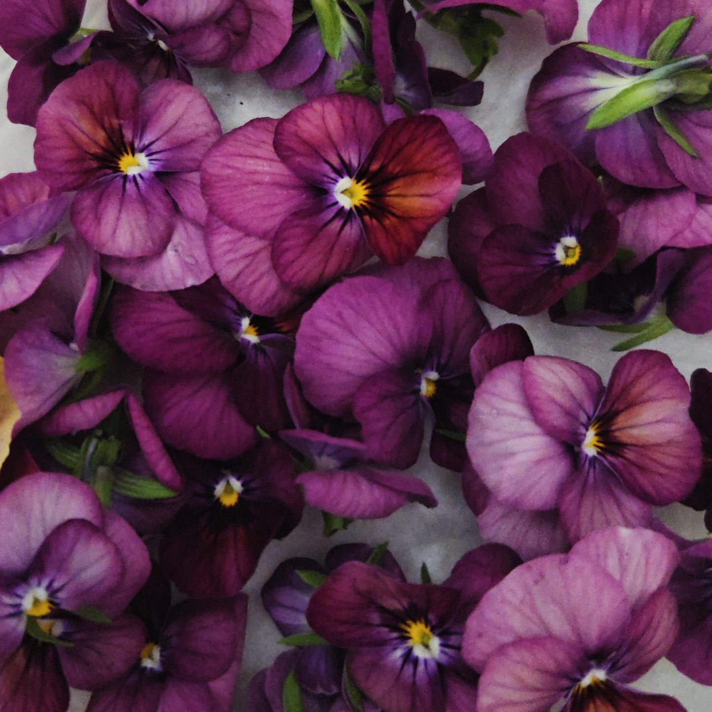 Fresh Edible Viola